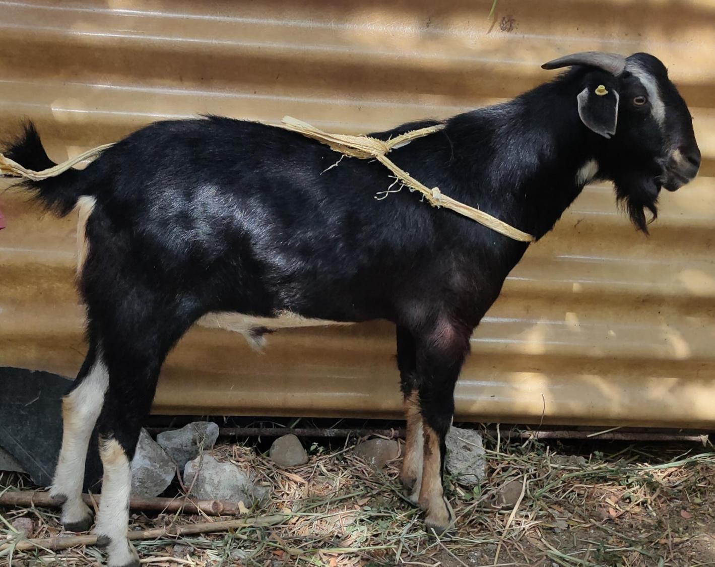 Konkan kanyal Buck